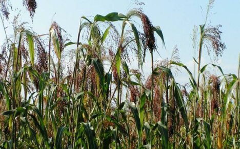 Co jest ciekawego w agrotechnice miotły sorgo