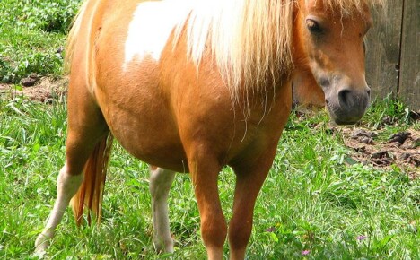 Jak se starat o neobvyklého domácího poníka