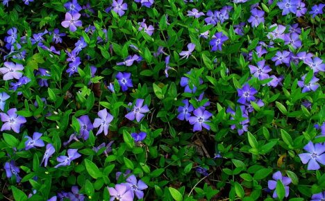 Den beste planten for late gartnere - periwinkle, planting og stell, foto