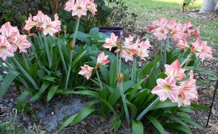 Oppbevaring av hippeastrum om vinteren