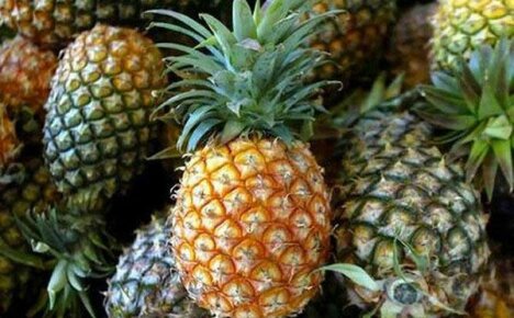 Jak pěstovat sladký ananas doma?