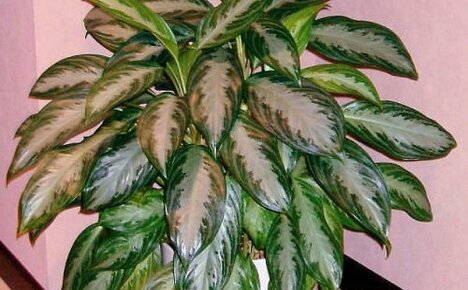 วิธีการปลูกพุ่มไม้ Aglaonema อันเขียวชอุ่ม: กฎสำหรับการดูแลดอกไม้