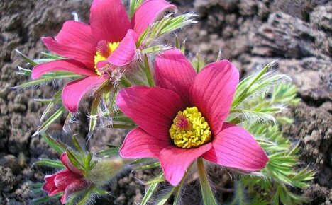 Voksende lumbago i en blomsterbed