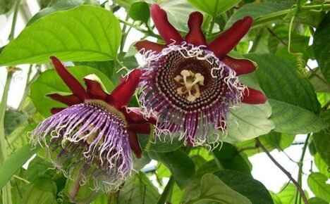 Palakihin natin ang passionflower mula sa mga binhi sa bahay