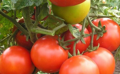 De beste tomatvarianter for Leningrad-regionen for en sjenerøs høst i drivhuset og åpen jord