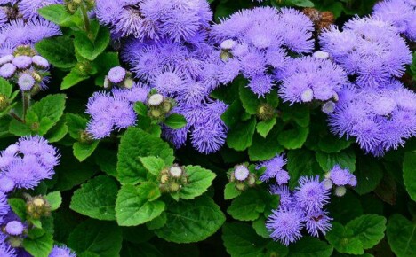 รายละเอียดปลีกย่อยและความลับของการปลูก ageratum จากเมล็ดพืช