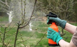 За да защитим градината през пролетта, подготвяме препарати през есента