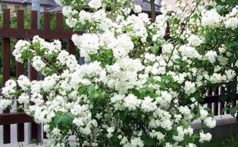 Rikelig blomstrende frotté-chubushnik Shneesturm