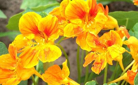 คุณสมบัติทางยาของ nasturtium เช่นเดียวกับข้อห้าม