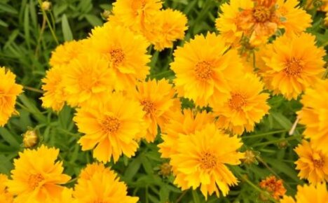 Coreopsis Sunbarst - nenáročná kvetoucí trvalka ve vaší zahradě