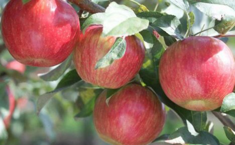 Apple Tree Saffron - beskrivelse av variasjonen til en av de beste universelle typene kultur