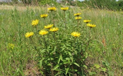 รากวิเศษที่มีพลัง 9 อย่าง - elecampane คุณสมบัติที่มีประโยชน์และข้อห้าม