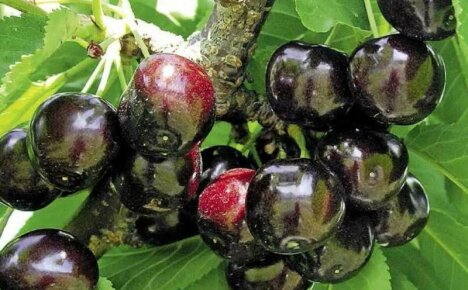 Storfruktet og velsmakende Dyber black cherry - beskrivelse av sorten, foto