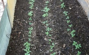 Jord for ginseng - vi forbereder senger for å dyrke en plante i hagen, med tanke på kravene