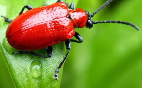 Hvorfor er røde bugs på liljer farlige og hvordan du kan bli kvitt dem