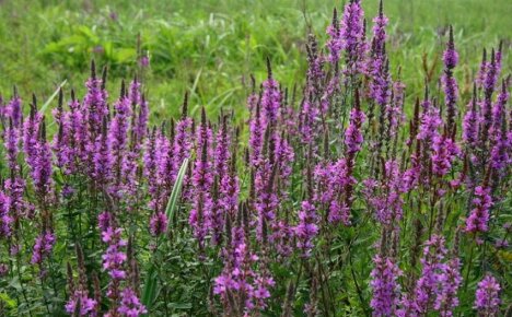 คุณสมบัติทางยาของ Willow Loosestrife - ไม้ยืนต้นที่สวยงามด้วยดอกไลแลค