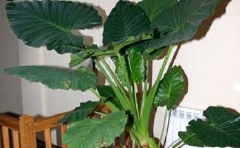 ประเภทของ Alocasia ยอดนิยม