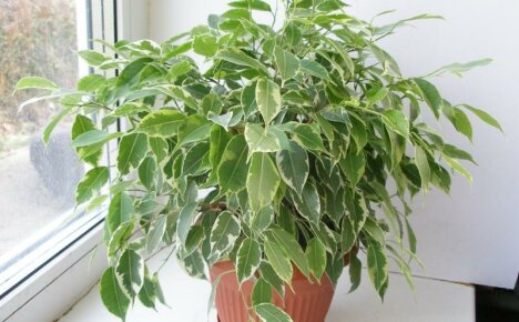 Ficus Kinki ขนาดกะทัดรัดและตกแต่งอย่างสวยงาม - การดูแลที่บ้านสำหรับสัตว์เลี้ยงที่แตกต่างกัน