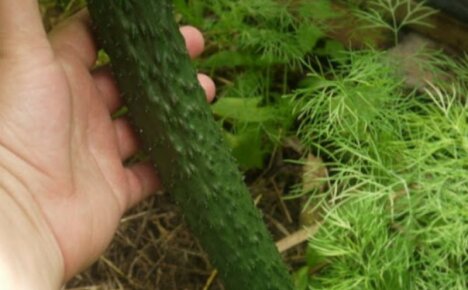 Hva er bemerkelsesverdig med kinesiske agurker for åpen mark og hvilke varianter som er bedre å plante