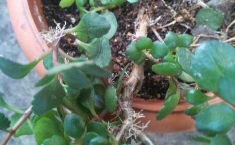 Oryginalny sposób hodowli Kalanchoe