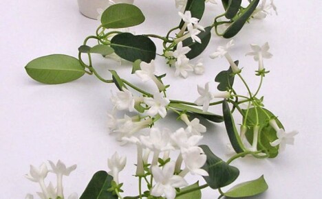 Gurmánský host z Madagaskaru stephanotis, domácí péče