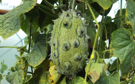 Kiwano ที่เติบโตอย่างน่าทึ่งจากเมล็ดพืช - สิ่งที่คนสวนต้องรู้