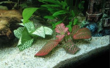 Fittonia ในพิพิธภัณฑ์สัตว์น้ำรู้สึกดีมาก