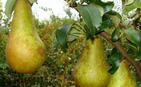 Konference o sladké a plodné hrušce - fotografie a popis staré odrůdy