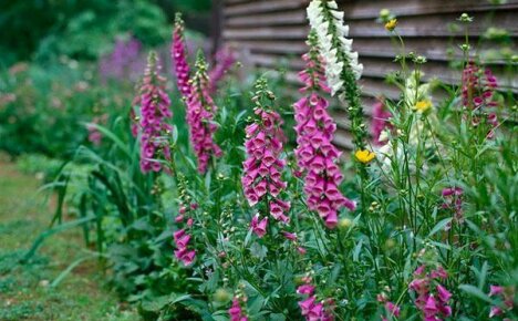 คุณสมบัติทางยาของ digitalis และข้อดีอื่น ๆ ของพืช