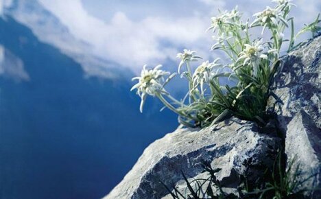 Edelweiss - horská květina lásky na jejich letní chatě