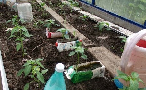 Hvordan vanne paprika i et drivhus slik at de vokser godt og bærer frukt