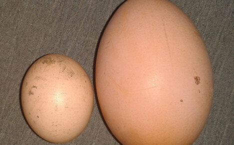 7 grunner til at kyllinger legger små egg og hvordan du kan løse problemet