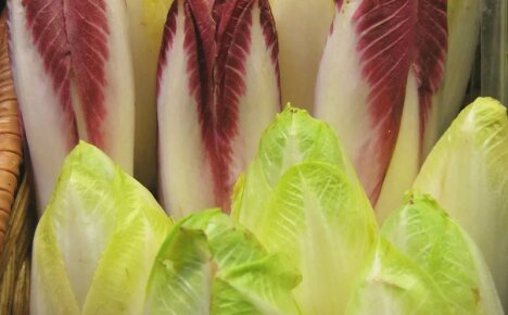 เราศึกษาคุณสมบัติที่เป็นประโยชน์ของ endive ที่ผิดปกติและความลับของการเตรียม