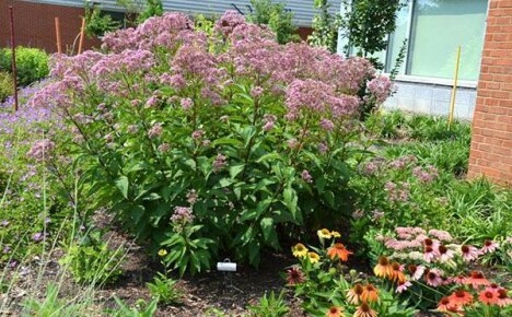 Plantering og stell av blomster på stammen: velge sted, jord, vanning, gjødsling