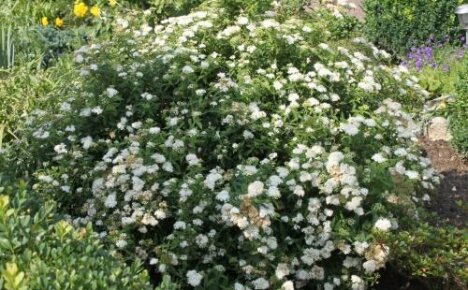 Zwarta i śnieżnobiała japońska spirea Albiflora