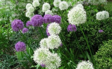 วิธีการขยายพันธุ์ Allium - เราผสมพันธุ์ลูกที่กำลังบาน