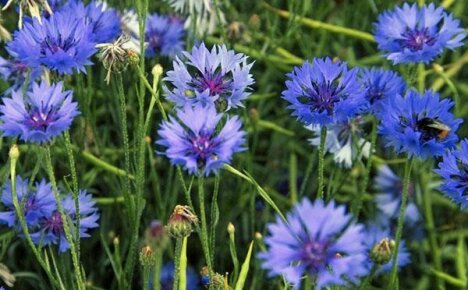 En så annerledes og vakker kornblomst i en sommerhytte