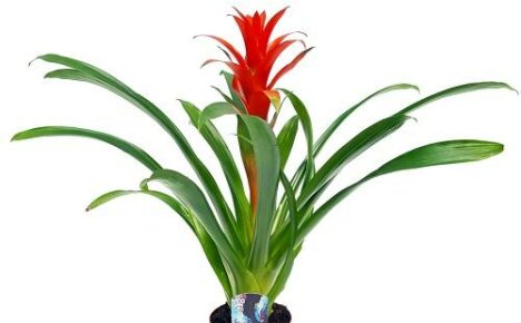 Guzmania Ostara - ครึ่งปีแห่งความงามบนหน้าต่างของคุณ