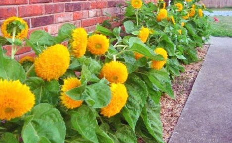 Květina slunce ve vašem květinovém záhonu - helianthus