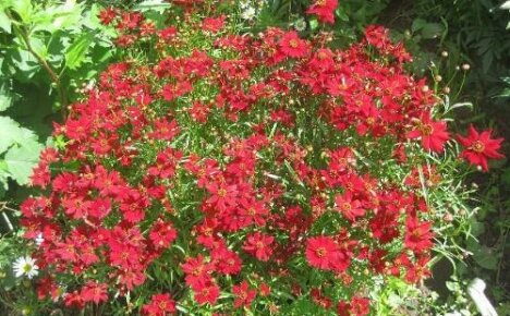 Coreopsis ย้อมสี bullfinch - พุ่มไม้ขนาดกะทัดรัดที่ไม่โอ้อวดและออกดอกมากมาย