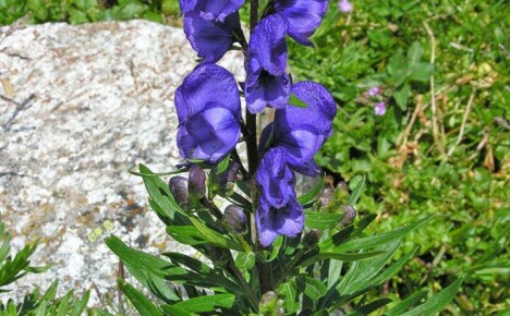 Hvordan og hvor vokser den uhyggelige planten fra legendene ulvakonitt