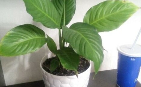 Listy Spathiphyllum jsou černé a žluté: proč a co dělat