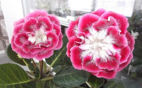 Gloxinia หนูน้อยหมวกแดง - คำอธิบายความหลากหลายของพืชที่งดงามที่สุดชนิดหนึ่ง