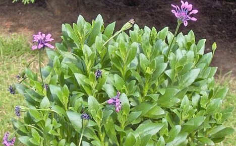 การปลูกและการดูแลที่เหมาะสมของ osteospermum