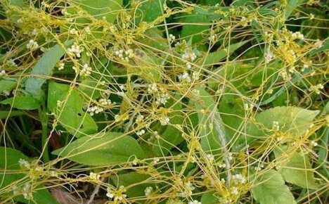 Kako se dodder koristi u tradicionalnoj medicini