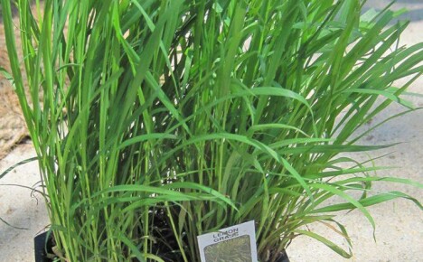 Fascinerende voksende citronella fra frø på vinduskarmen