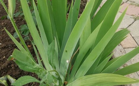 9 grunner til at iris ikke blomstrer