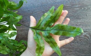 Fern polypodium - et luksuriøst alternativ for hjemmet