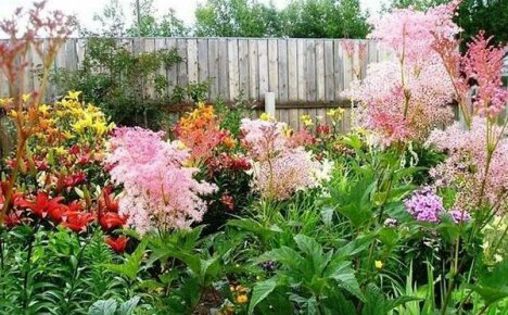 Helbredende gave fra naturen: meadowsweet, dens medisinske egenskaper og kontraindikasjoner