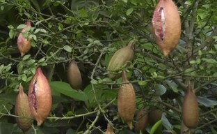 Microcitrus Australasica: vokser en nysgjerrighet hjemme - fingerkalk